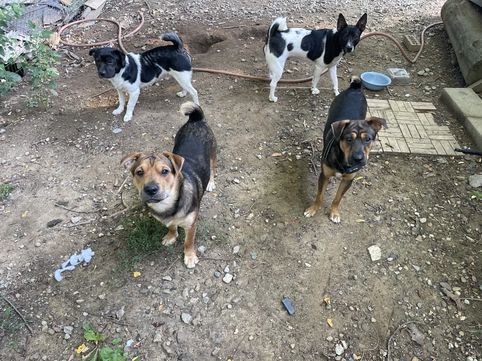 Four DMFW family dogs in their yard