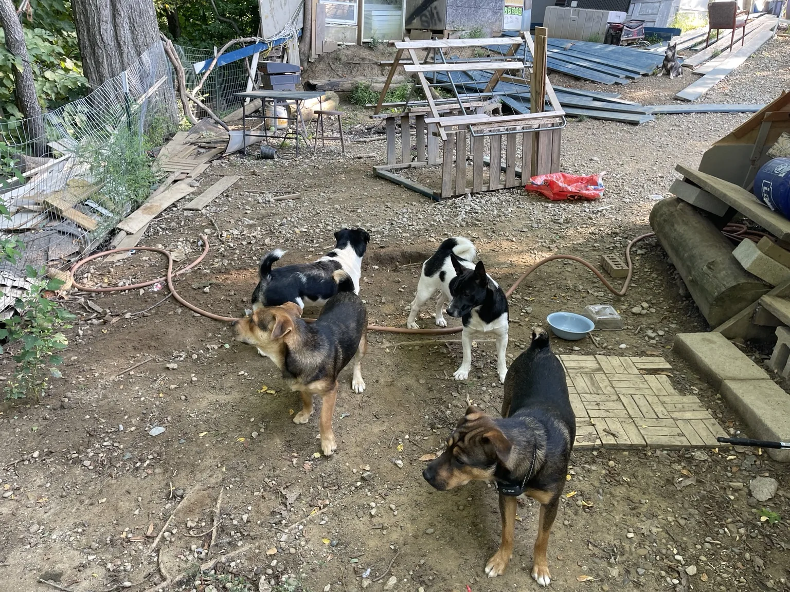 Wide view of the dogs' yard